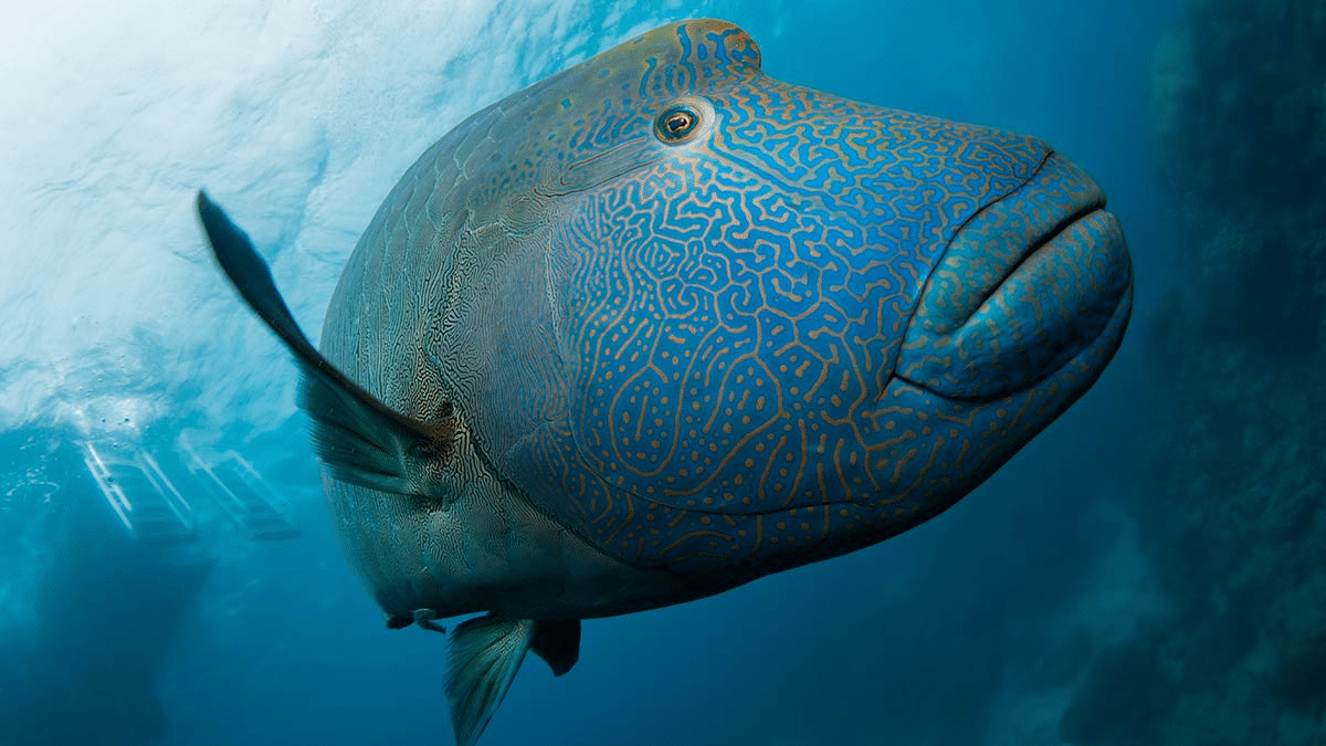 Napoleon_Wrasse