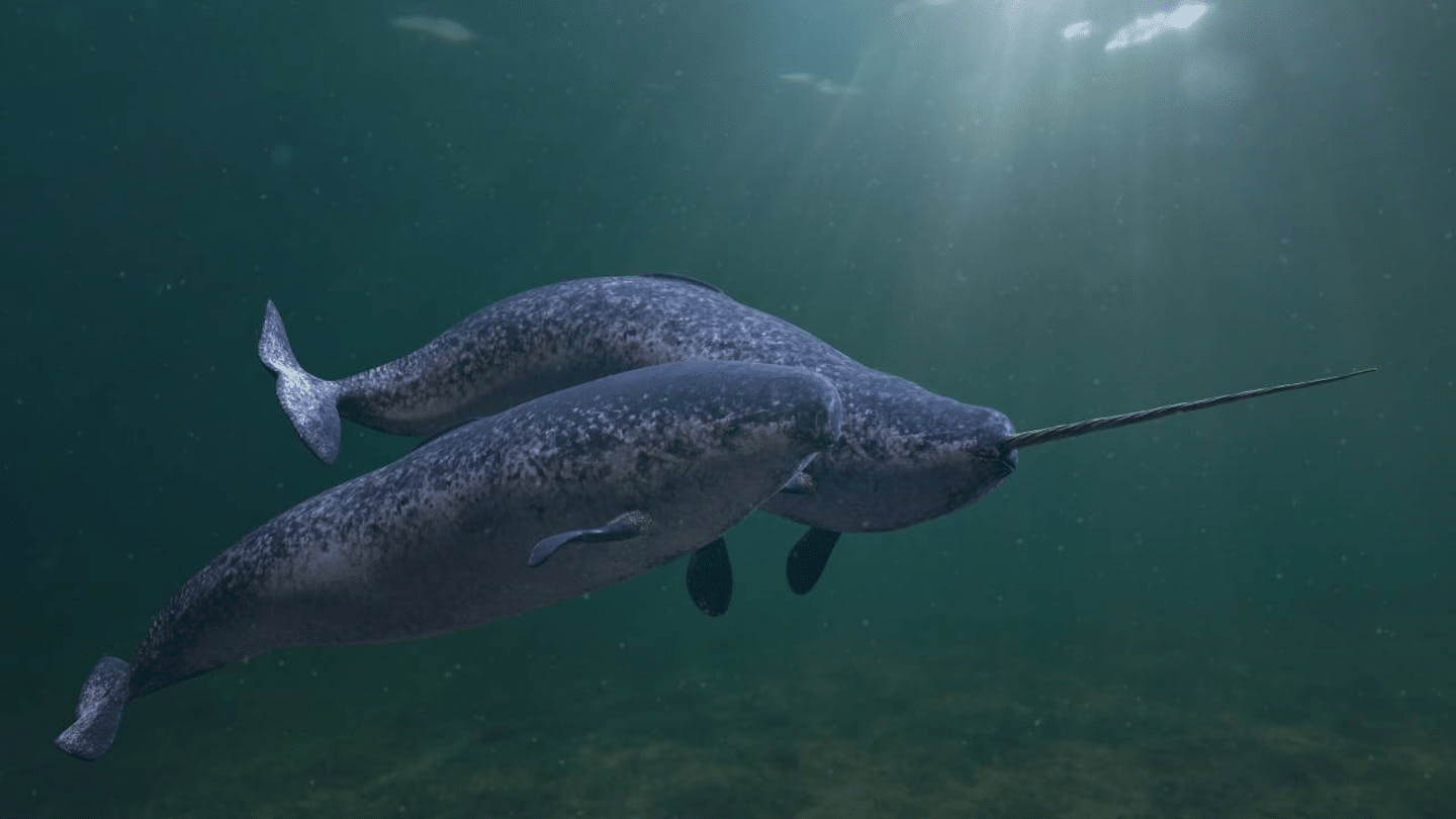 Narwhal