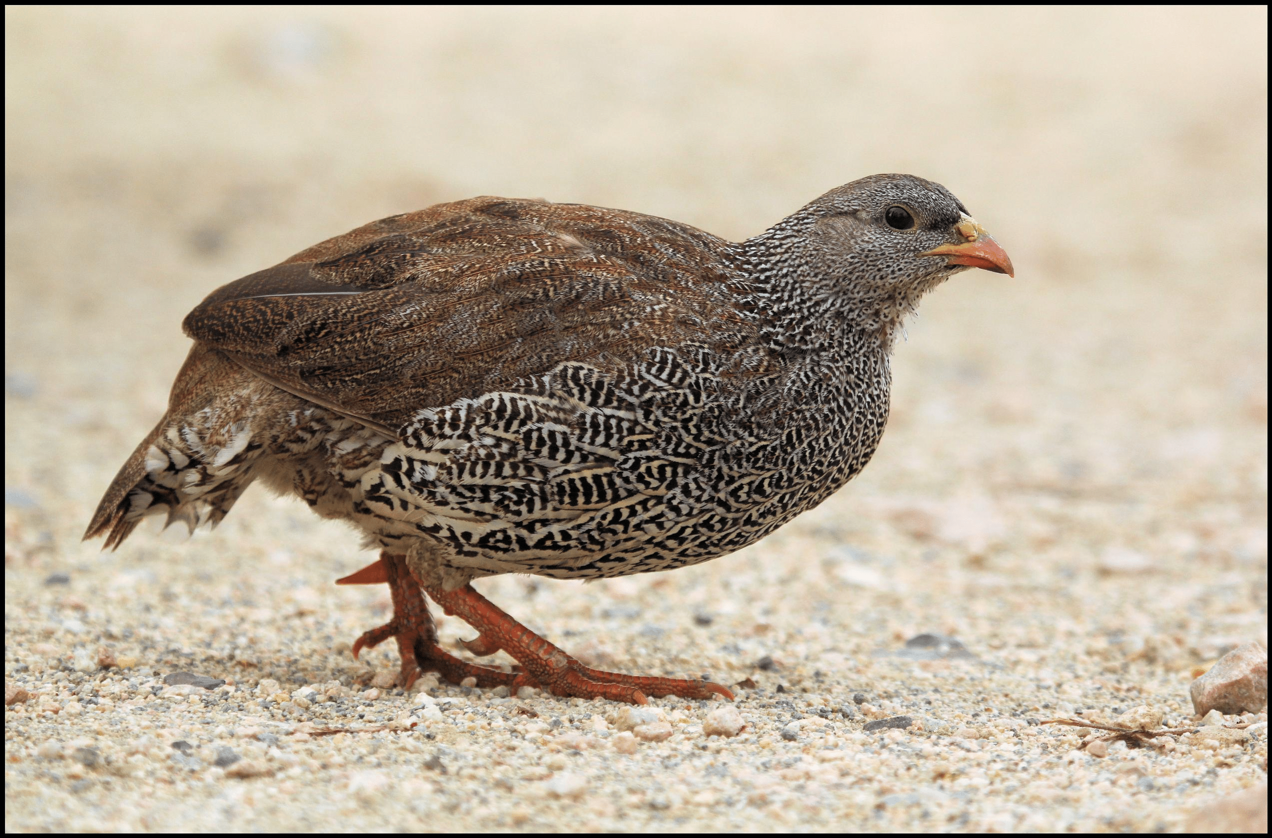 Natal_Spurfowl