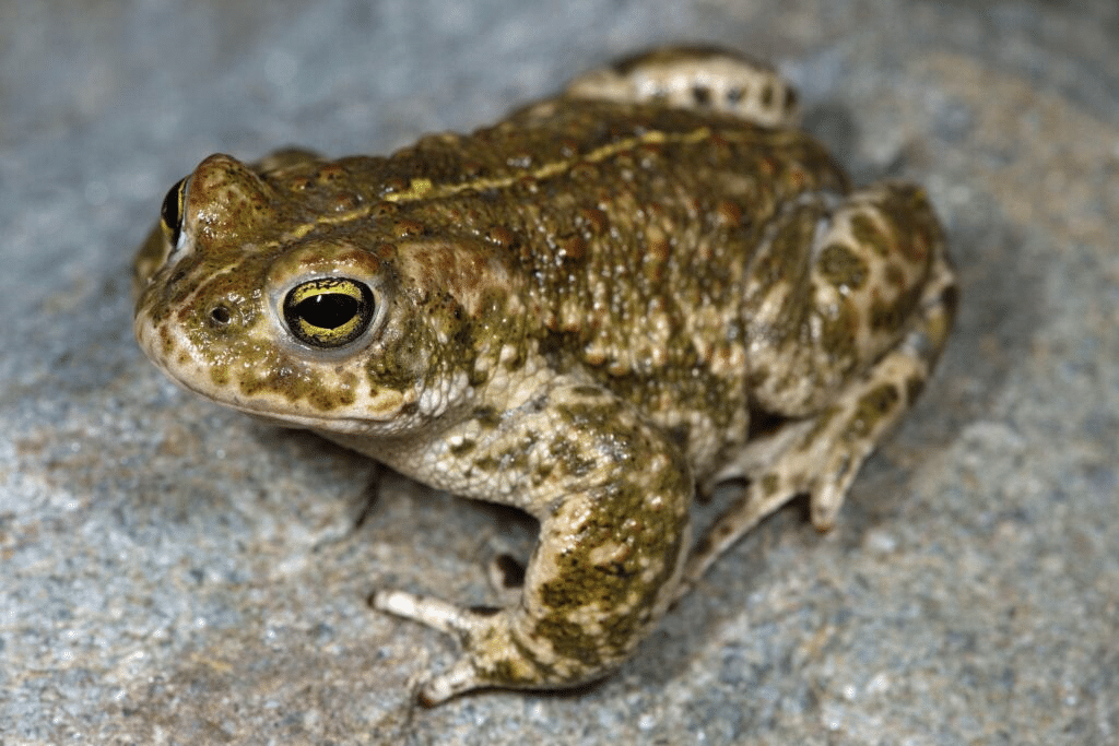 Natterjack_Toad