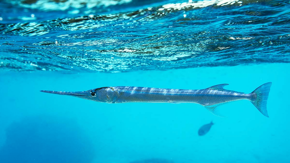 Needlefish