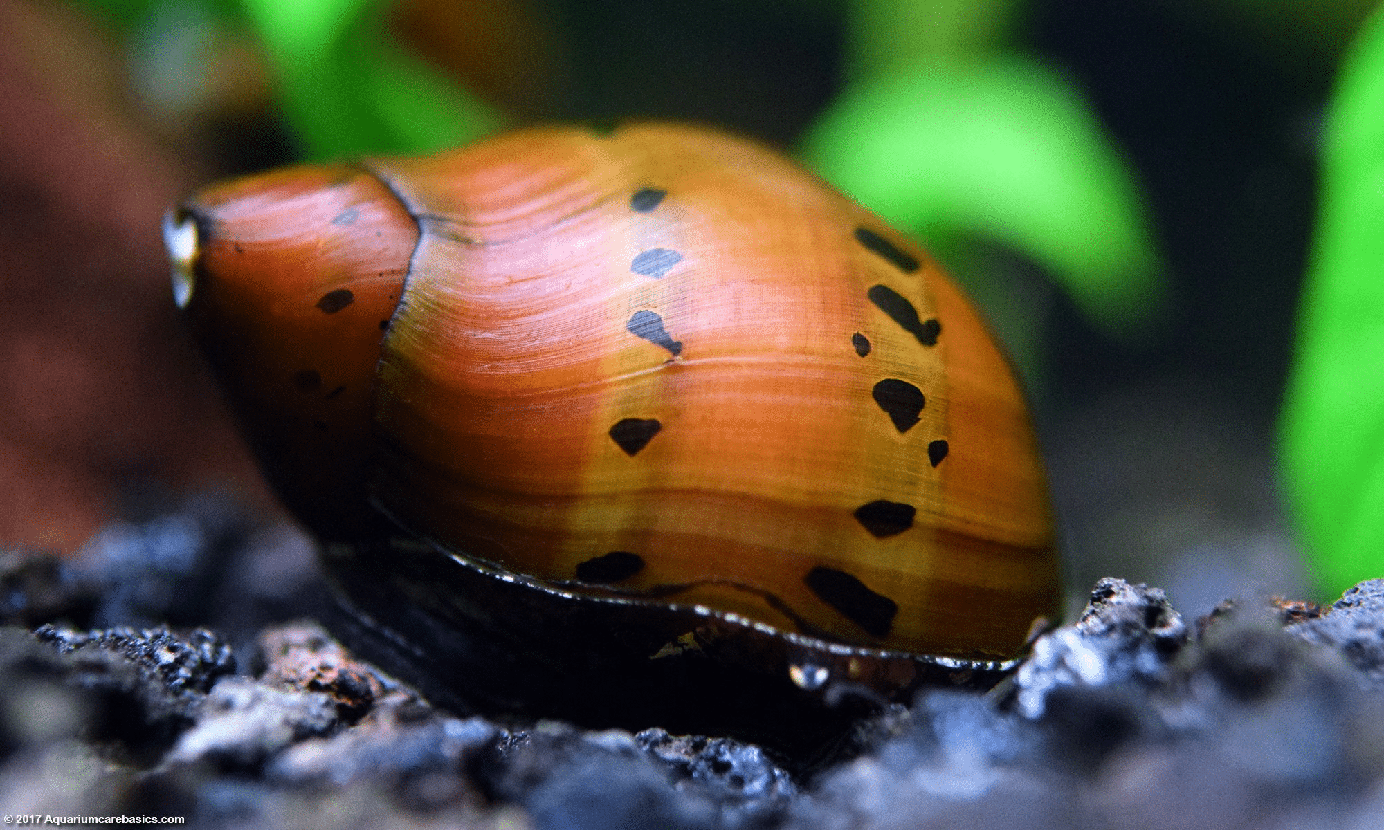 Nerite_Snail