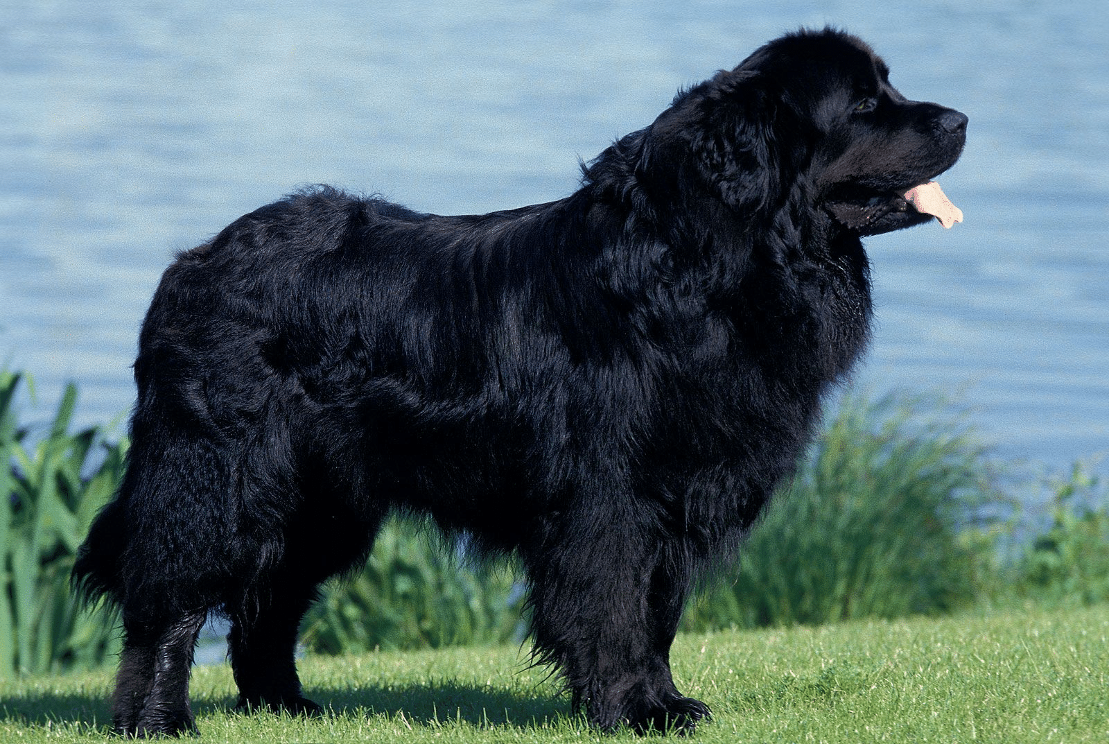 Newfoundland_Dog