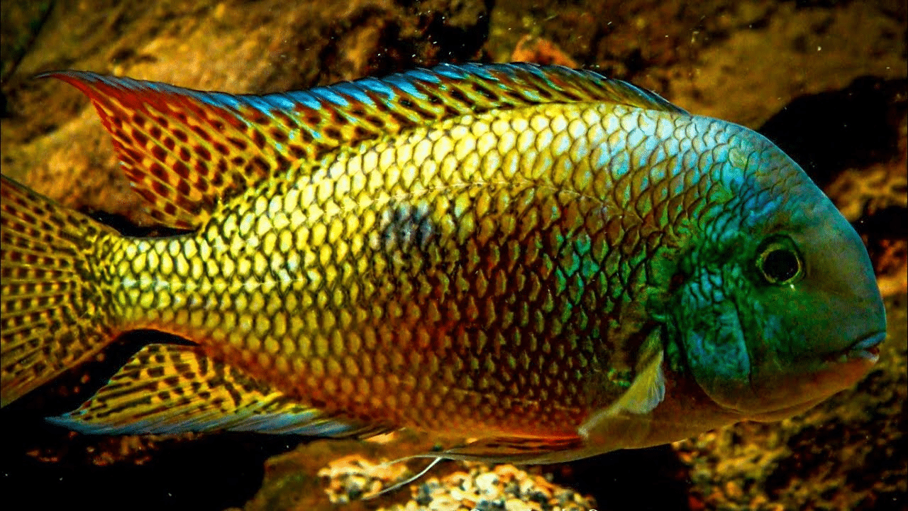 Nicaraguan_Cichlid