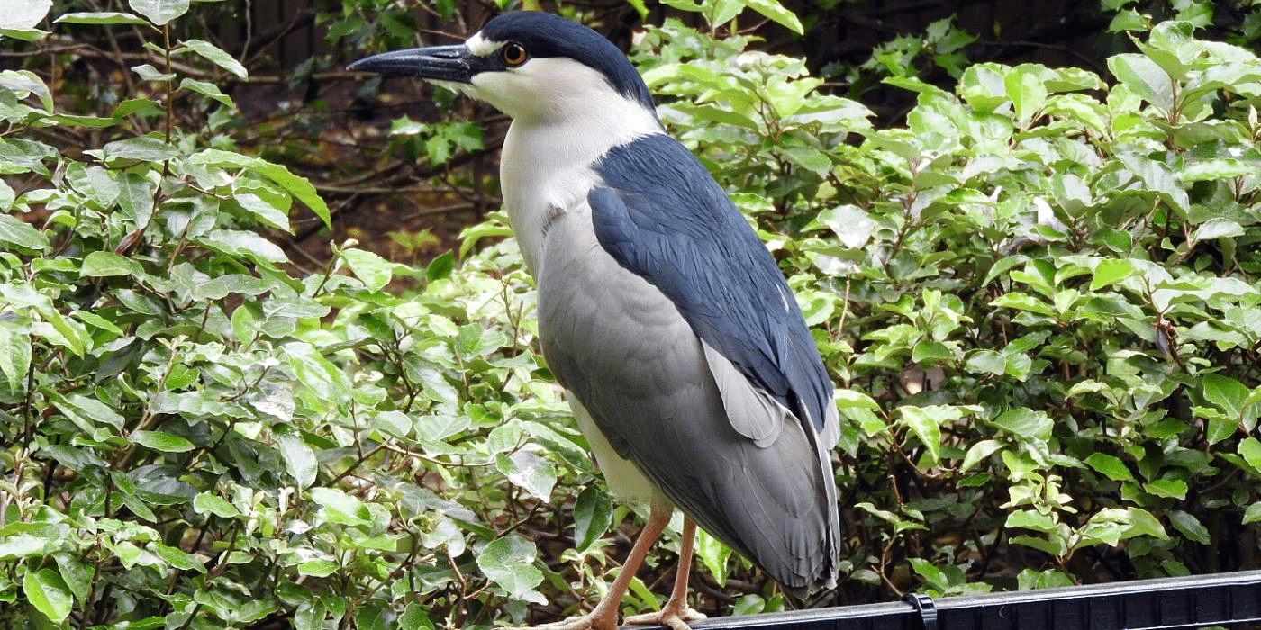 Night_Heron