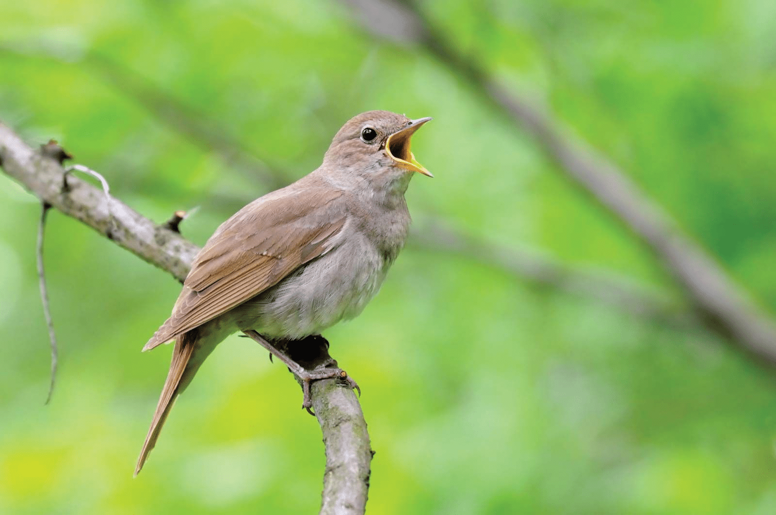 Nightingale