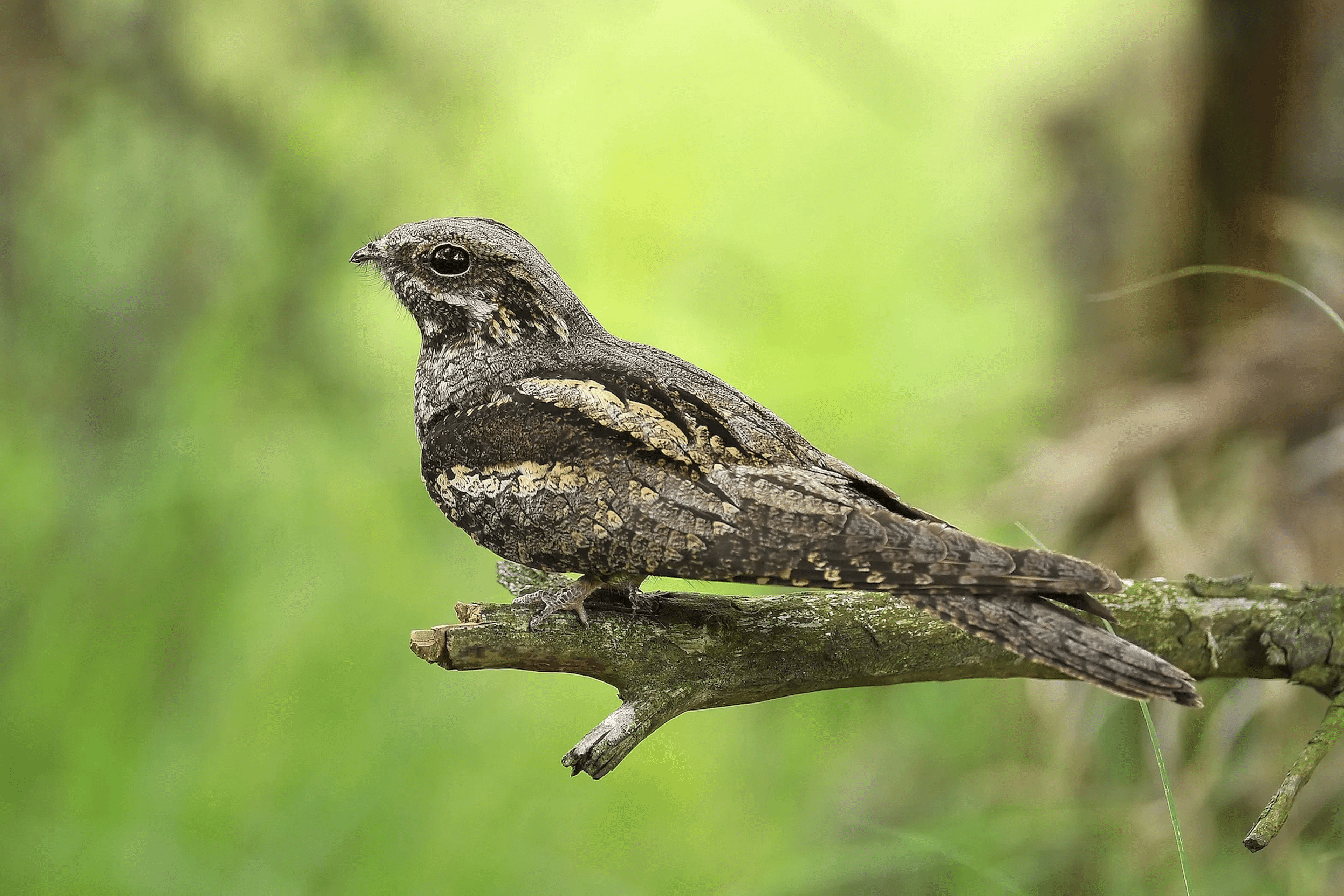 Nightjar