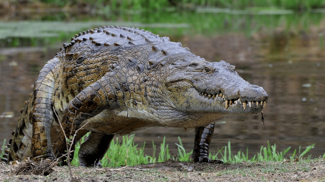 Nile_Crocodile