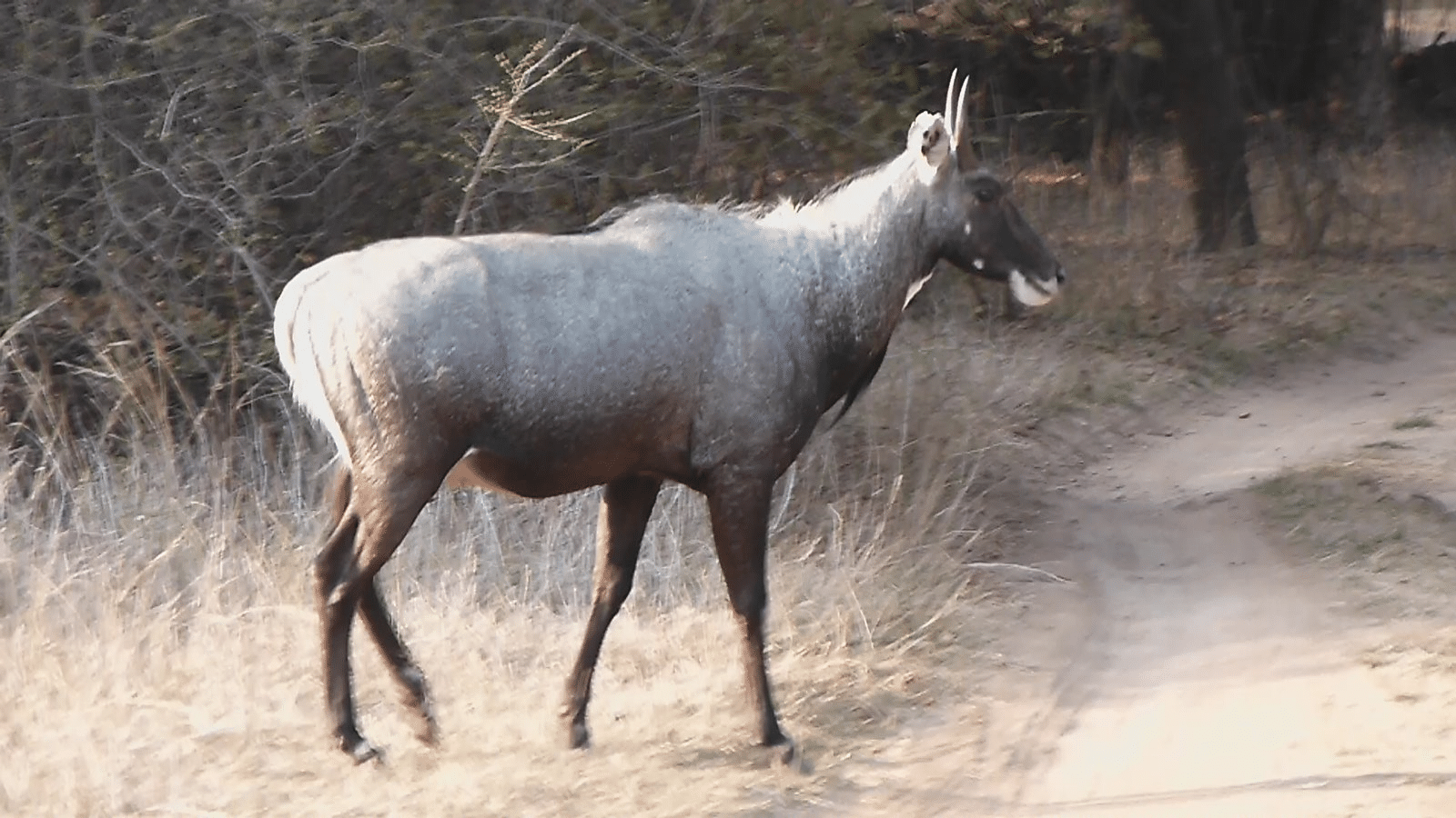 Nilgai_Blue_Bull_Antelope