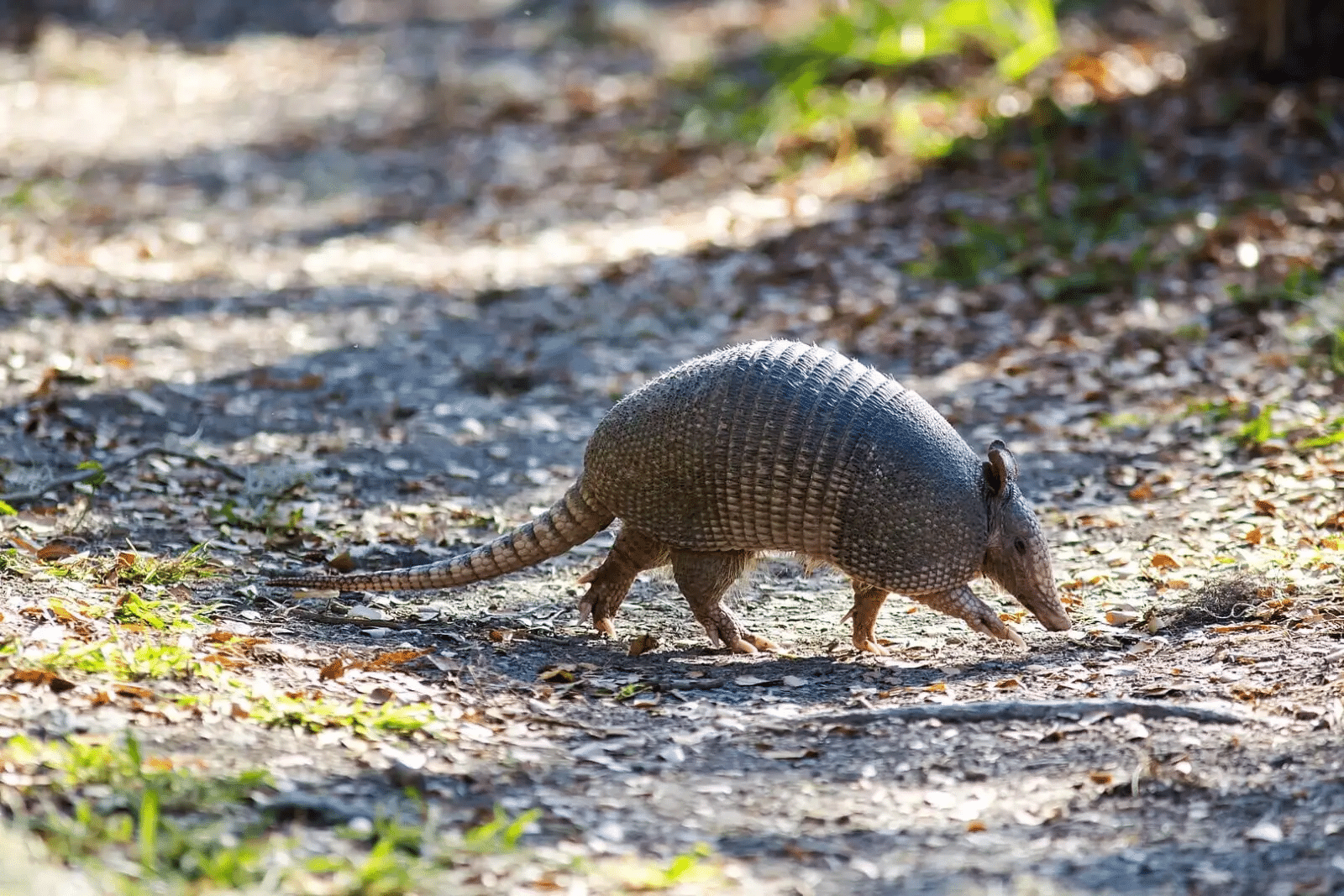 Nine-banded_Armadillo