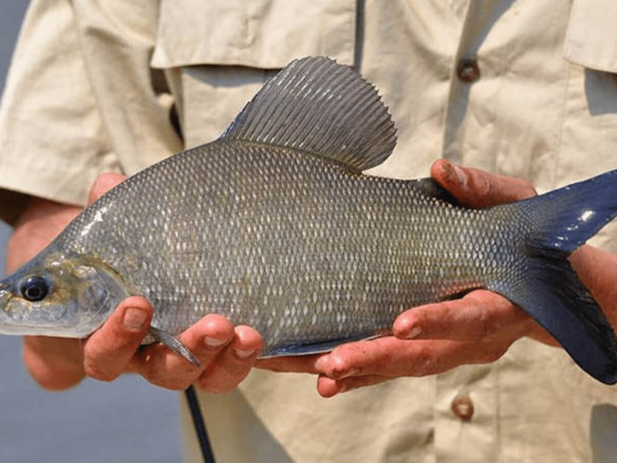 Nkupe_African_Fish_Species