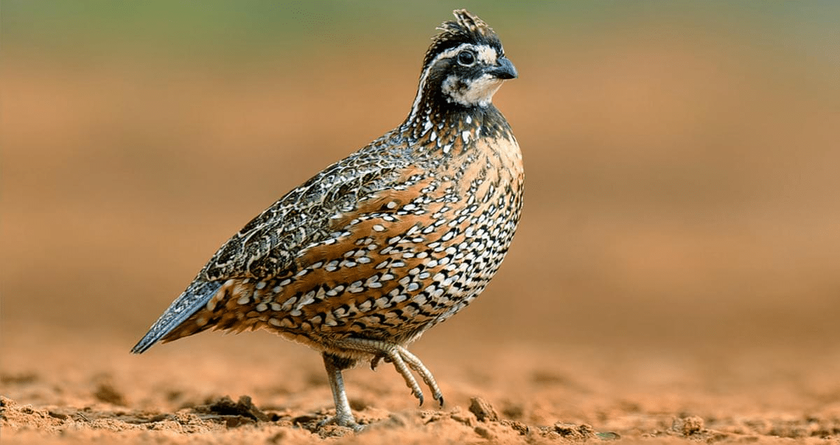 Northern_Bobwhite