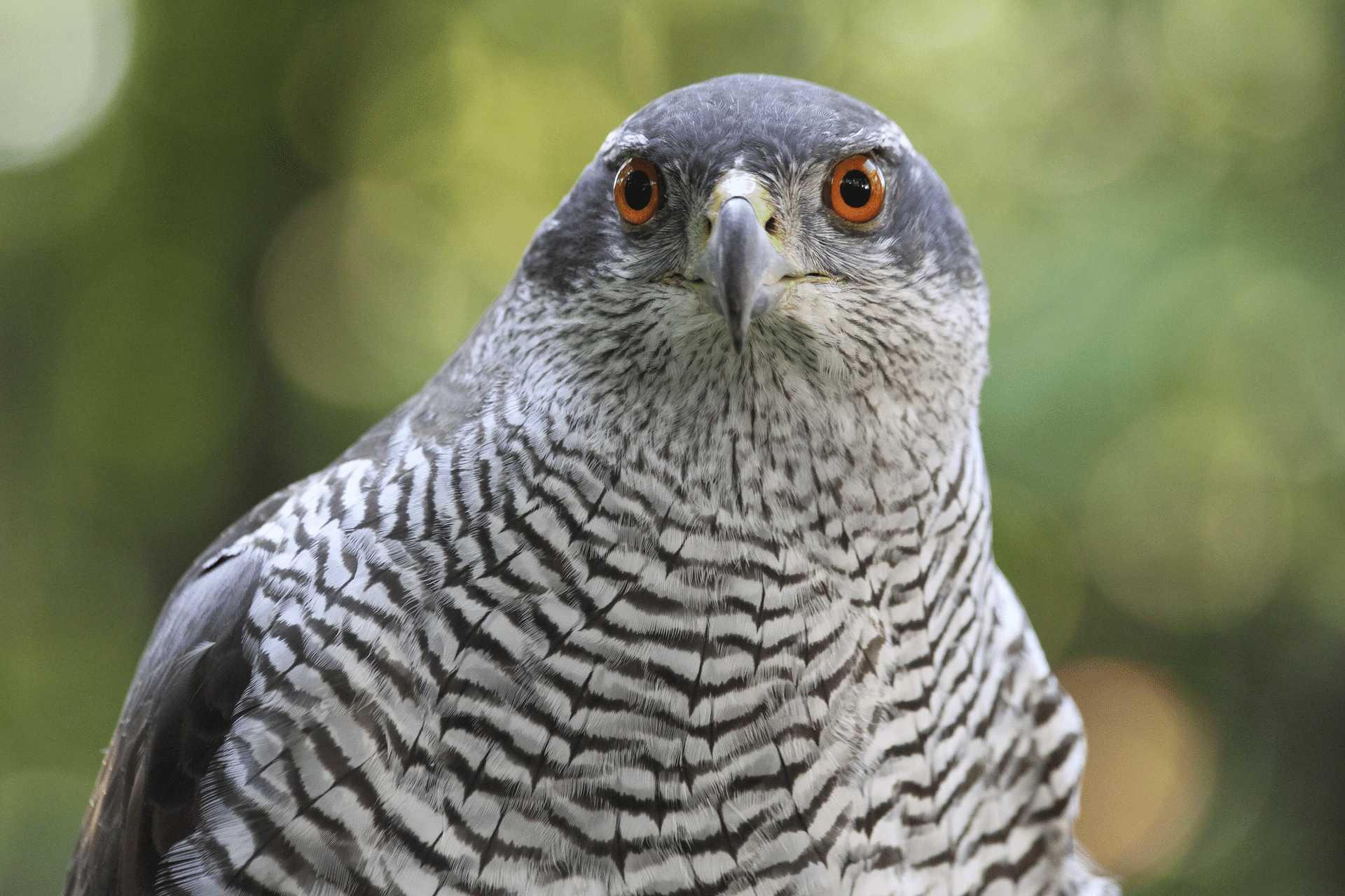 Northern_Goshawk