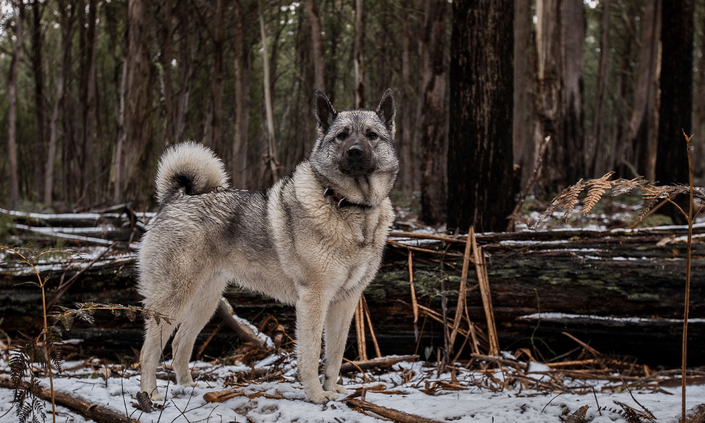 Norwegian_Elkhound_Dog_Breed