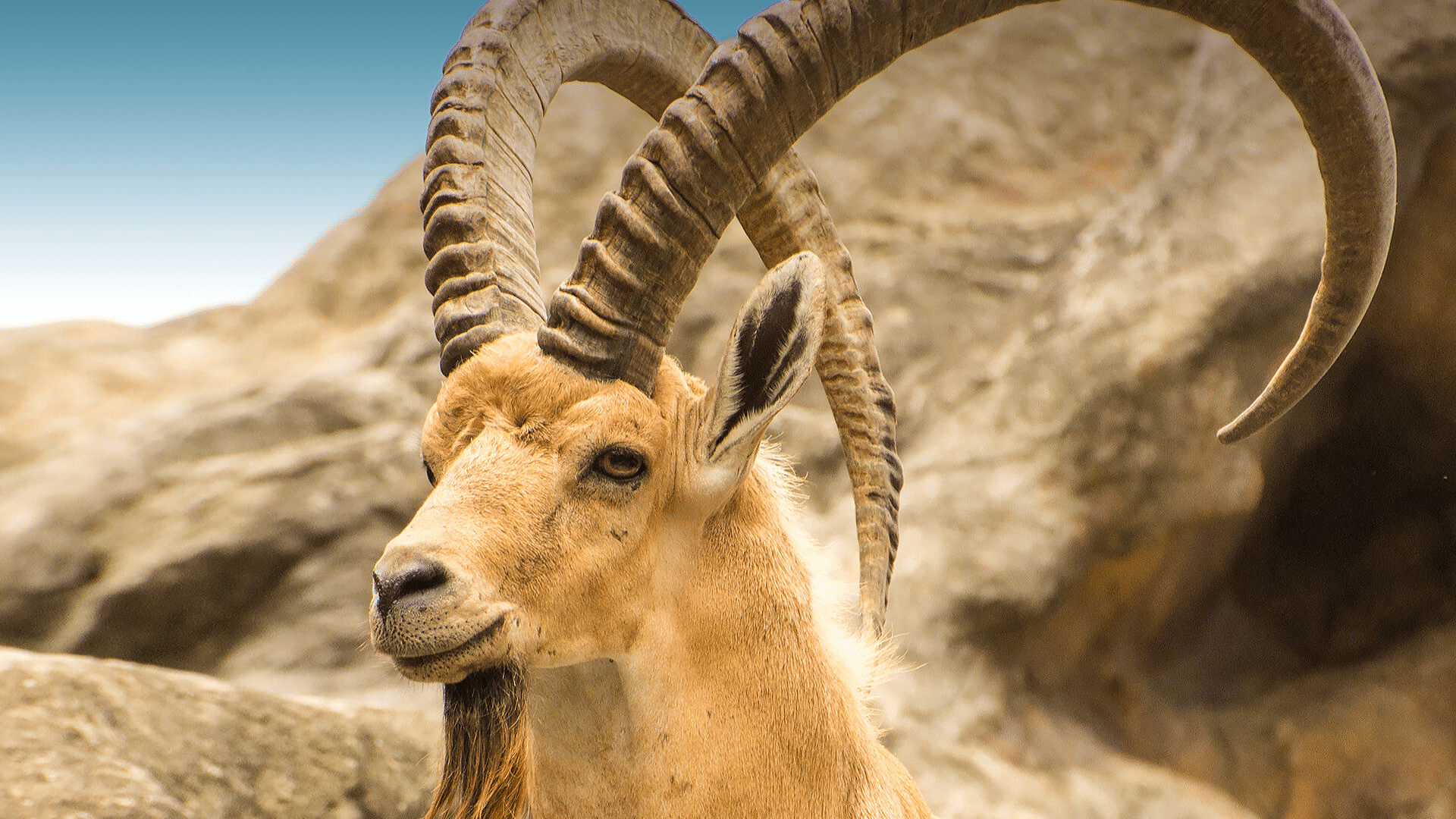 Nubian_Ibex