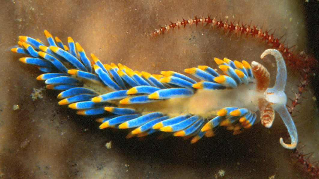 Nudibranch