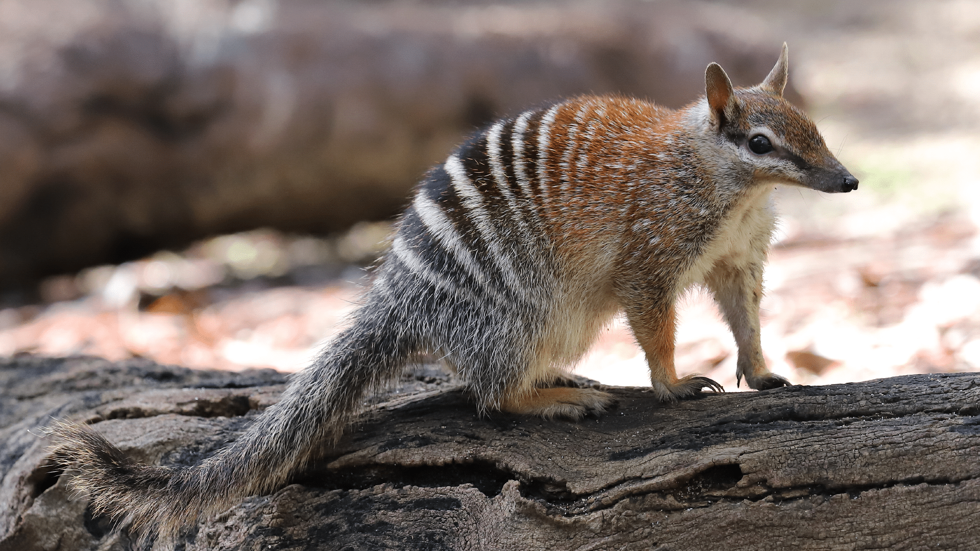 Numbat