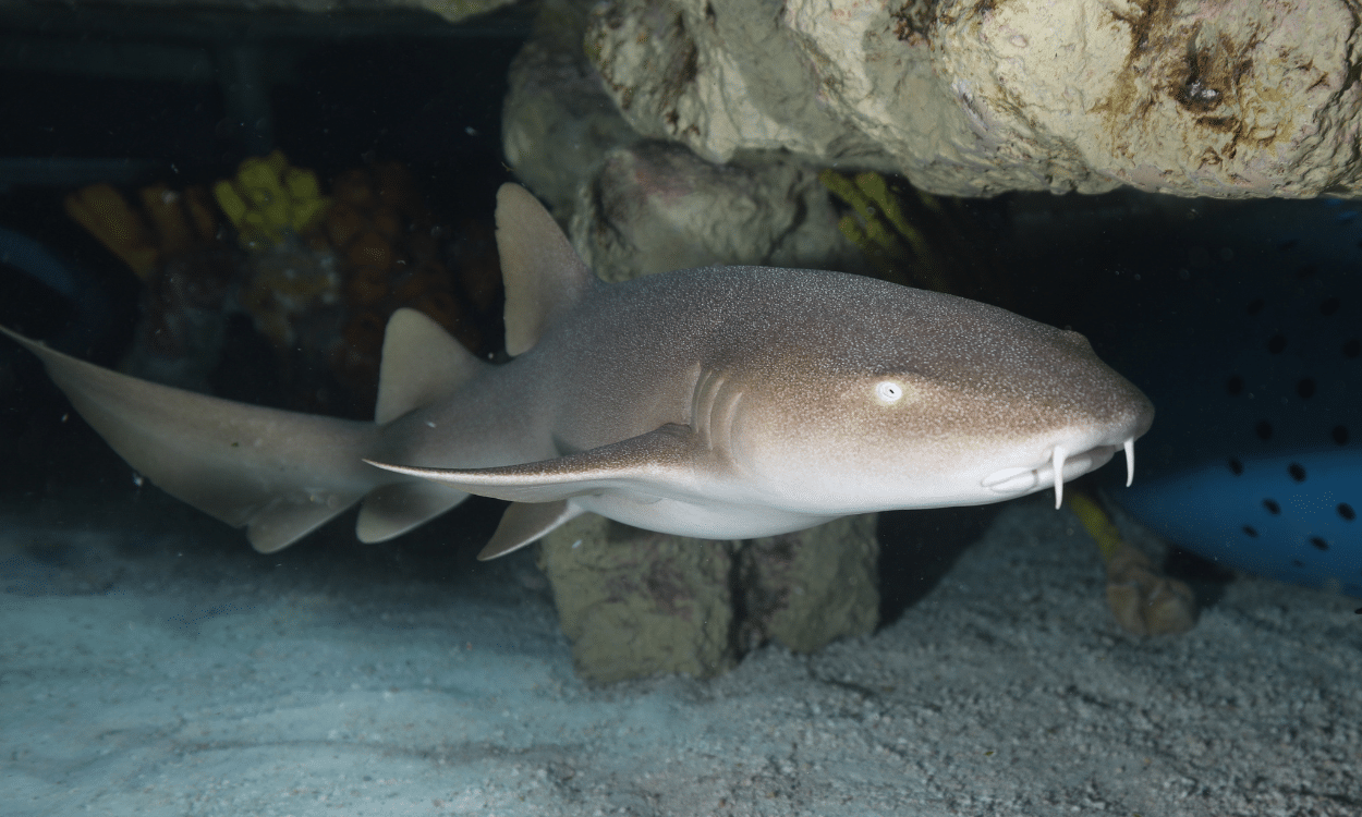 Nurse_Shark