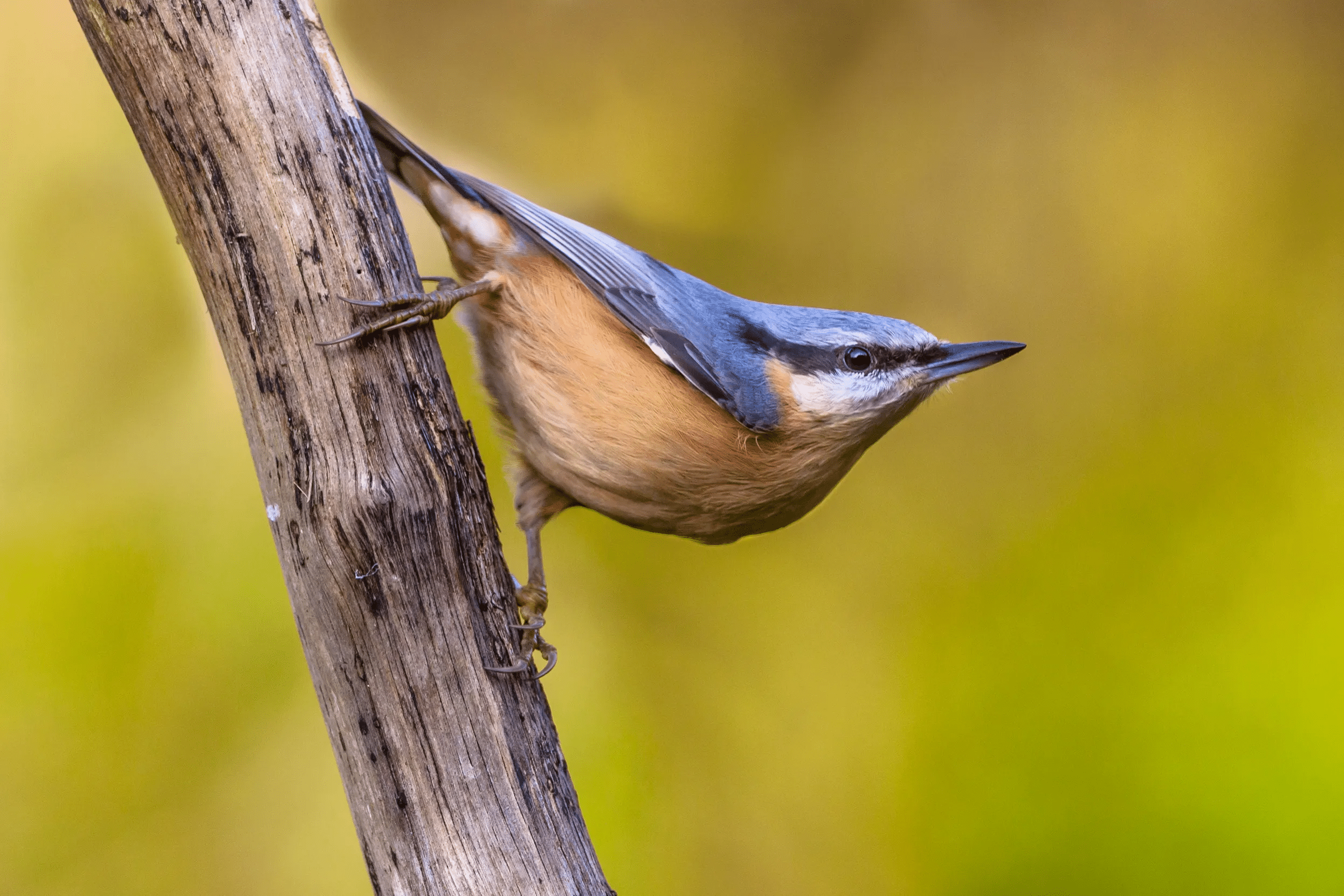 Nuthatch