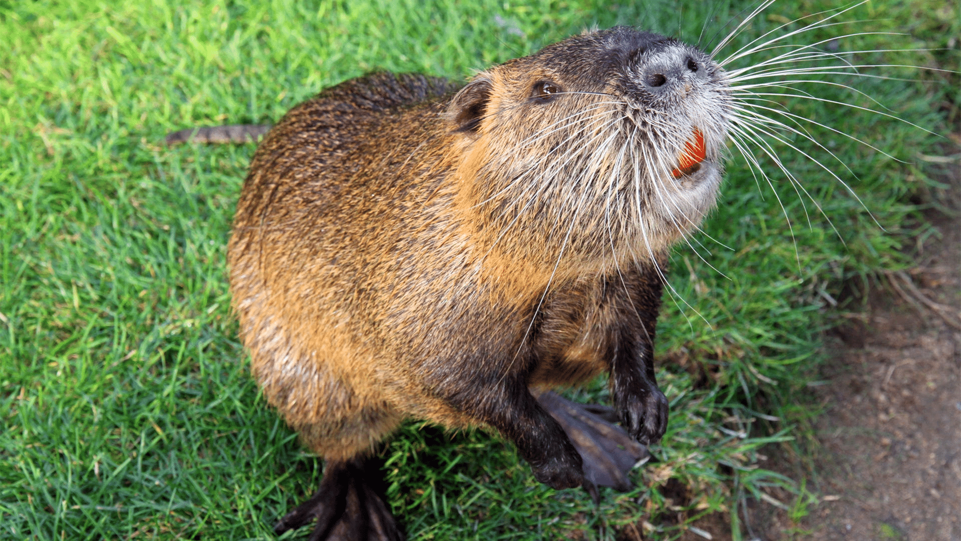 Nutria