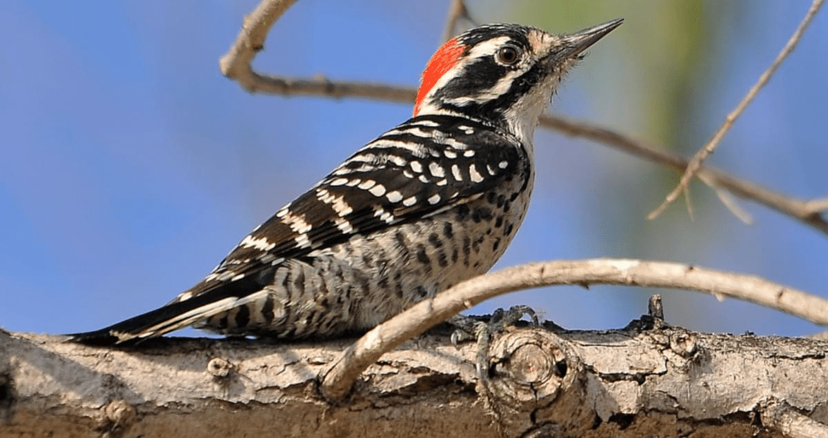 Nuttalls_Woodpecker