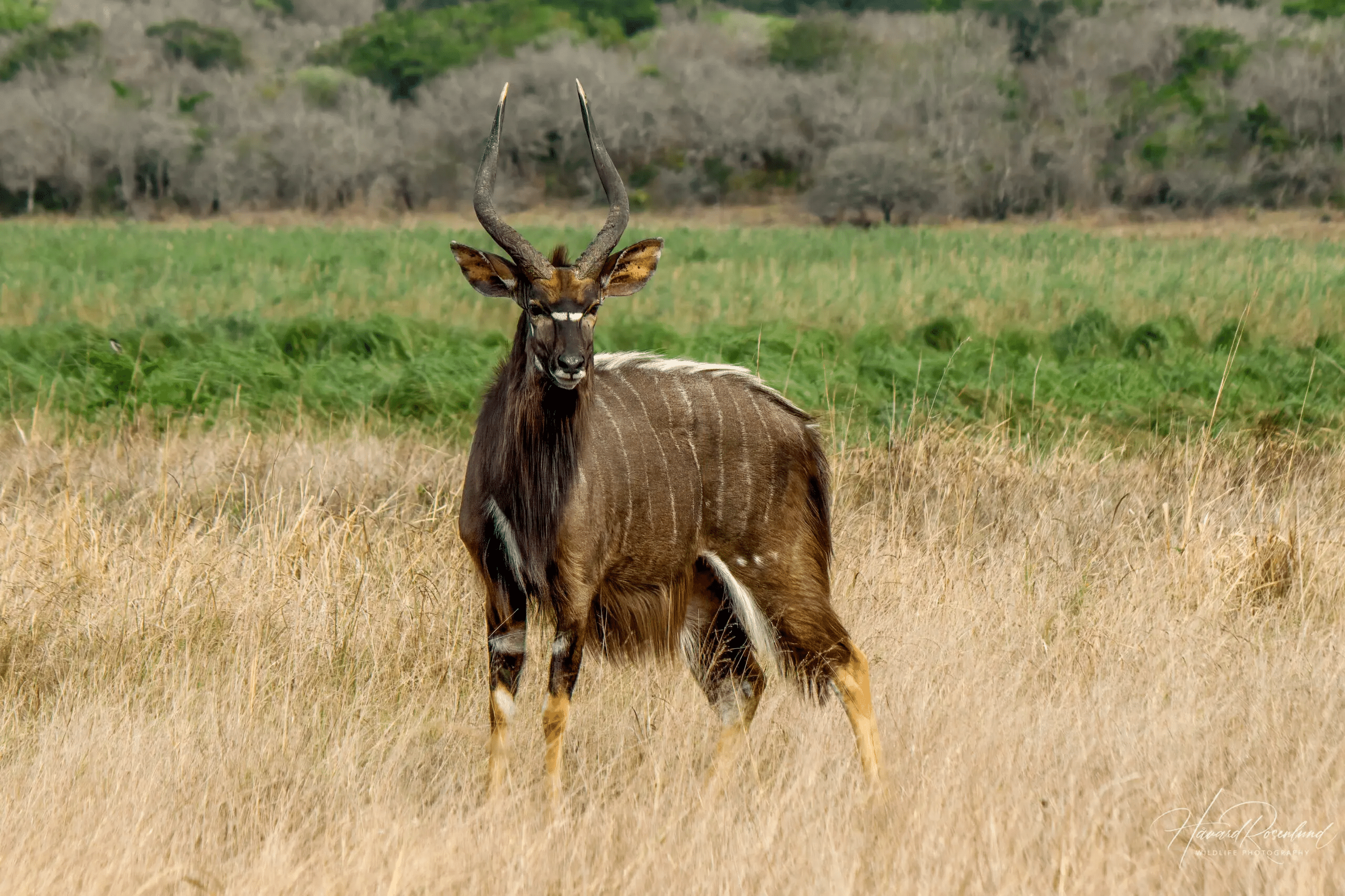 Nyala_Spiral-horned_Antelope