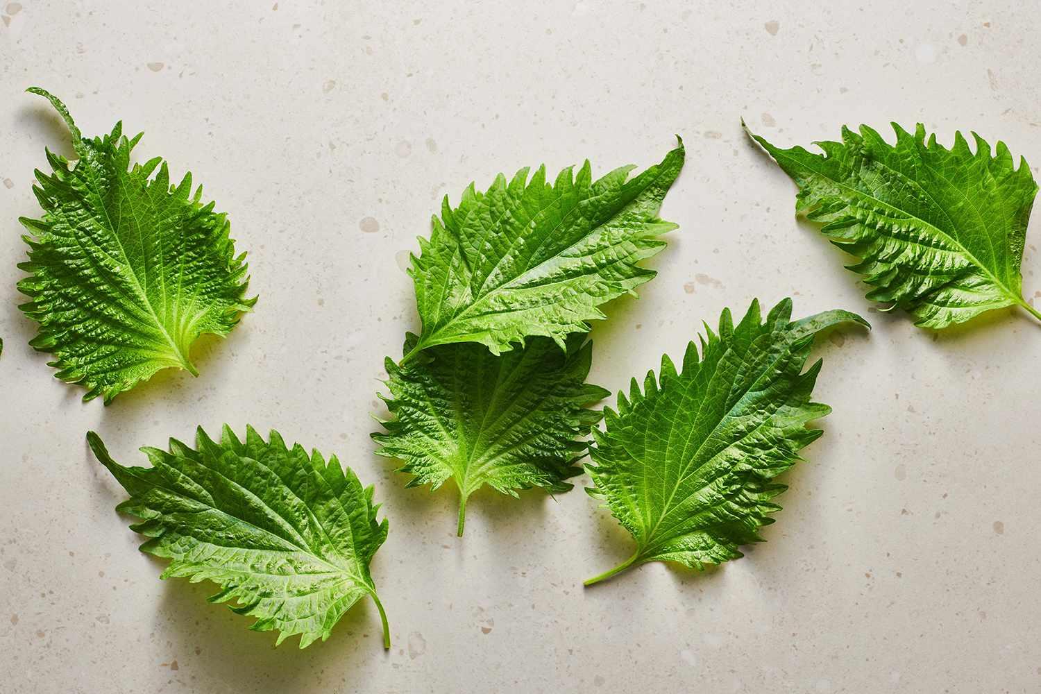 Shiso