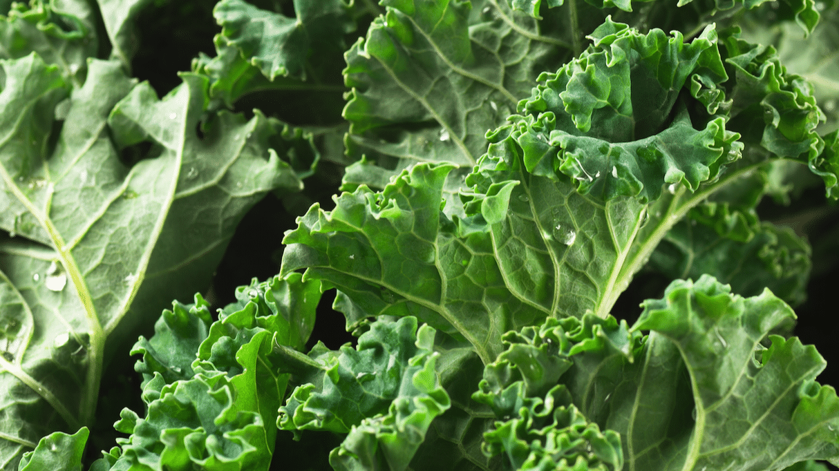 Siberian_Kale