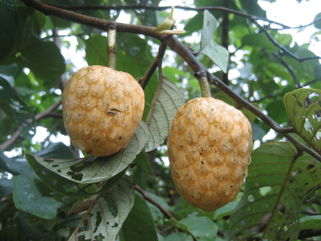 African_Custard_Apple