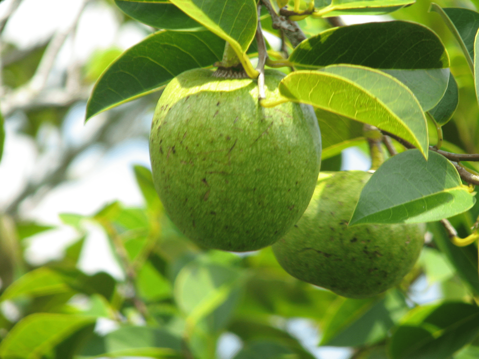 Alligator_Apple_also_known_as_Annona_glabra