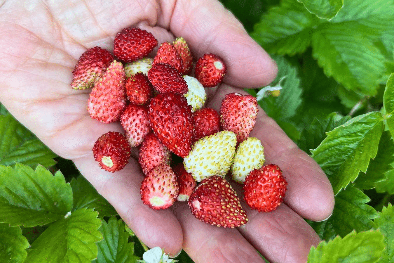 Alpine_Strawberry