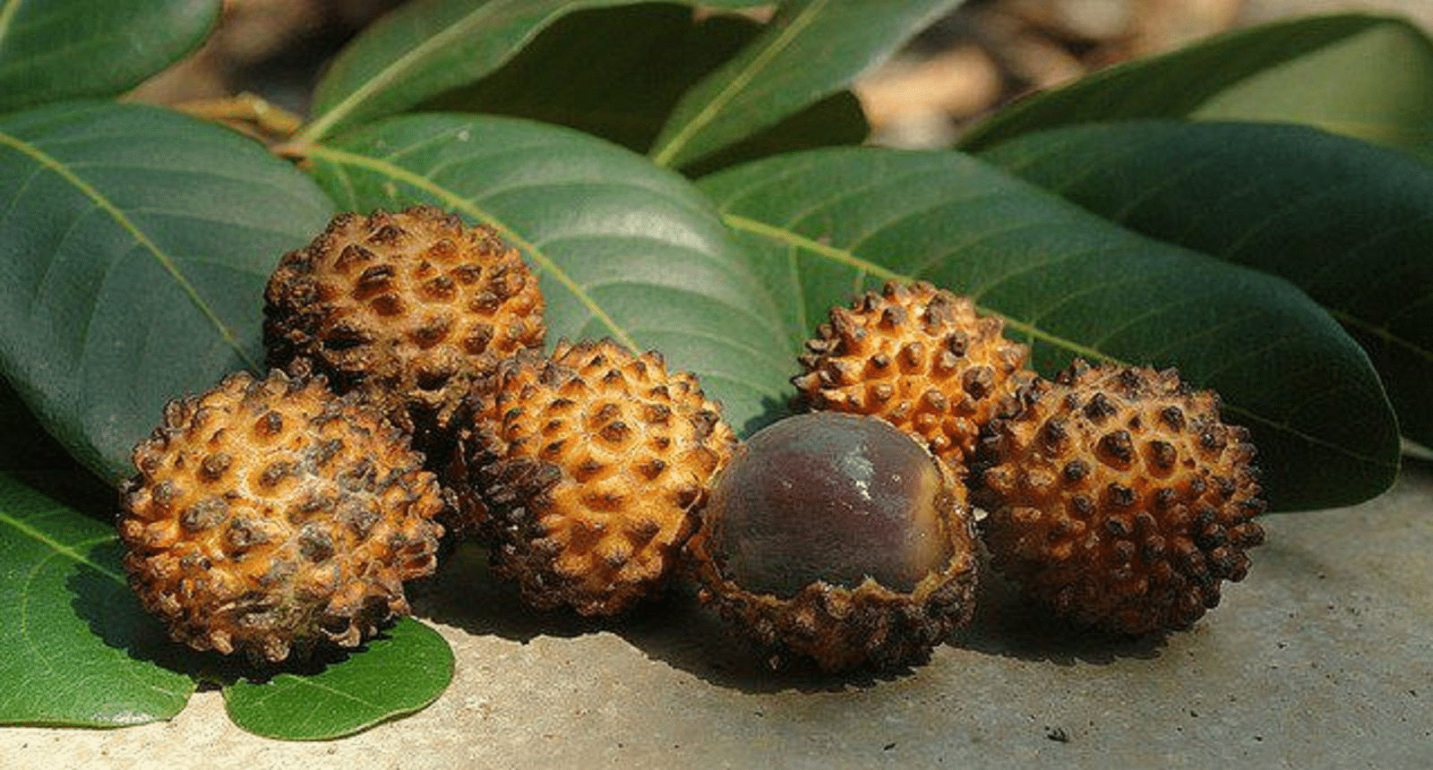 Alupag_Fruit