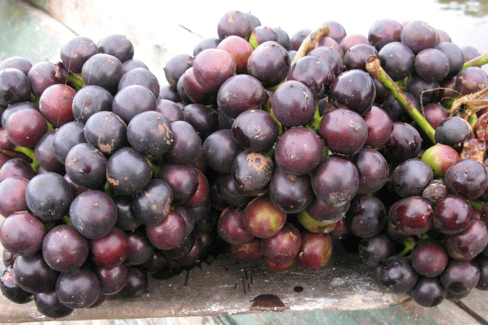 Amazon_Grape