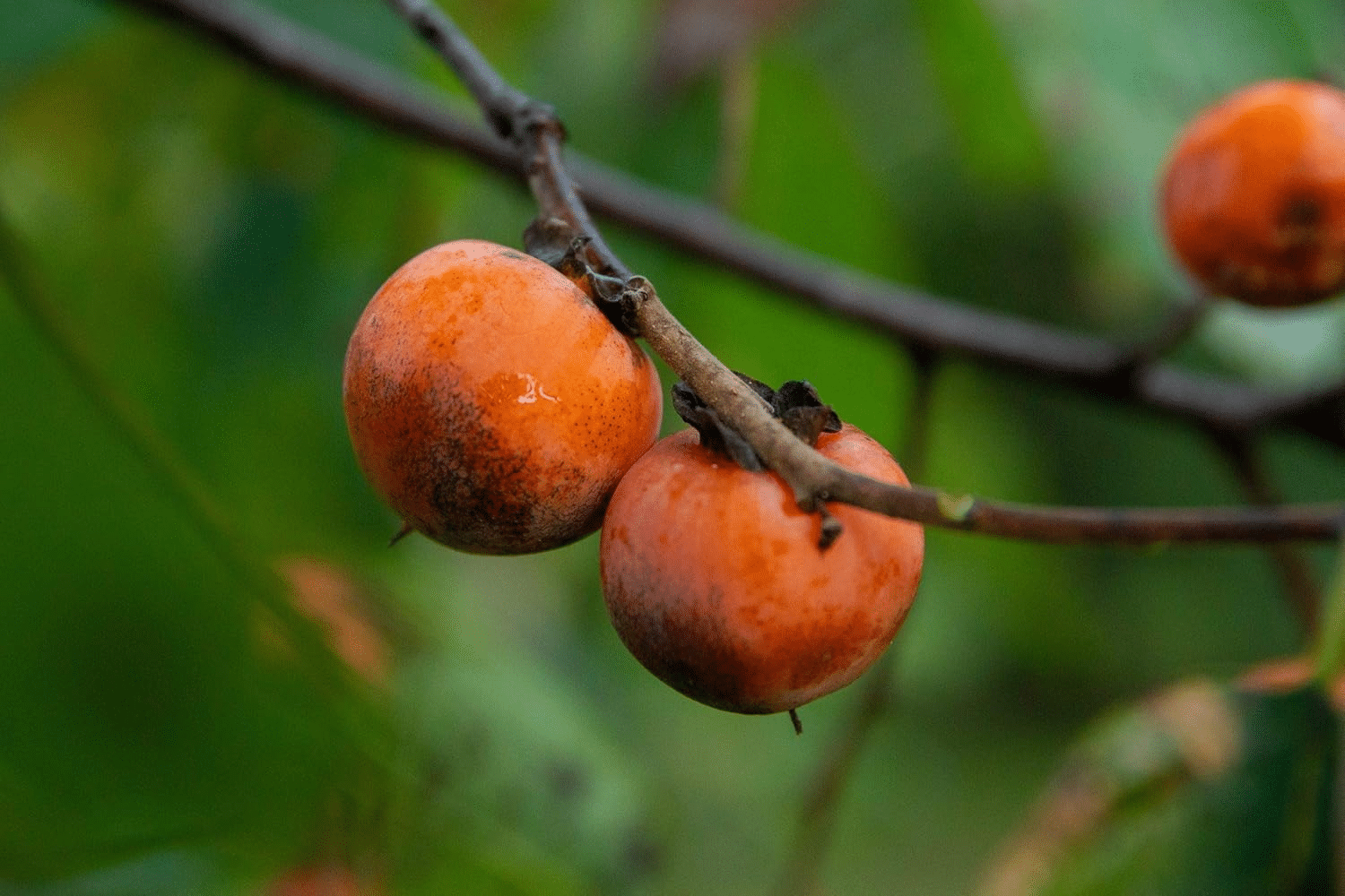 American_Persimmon