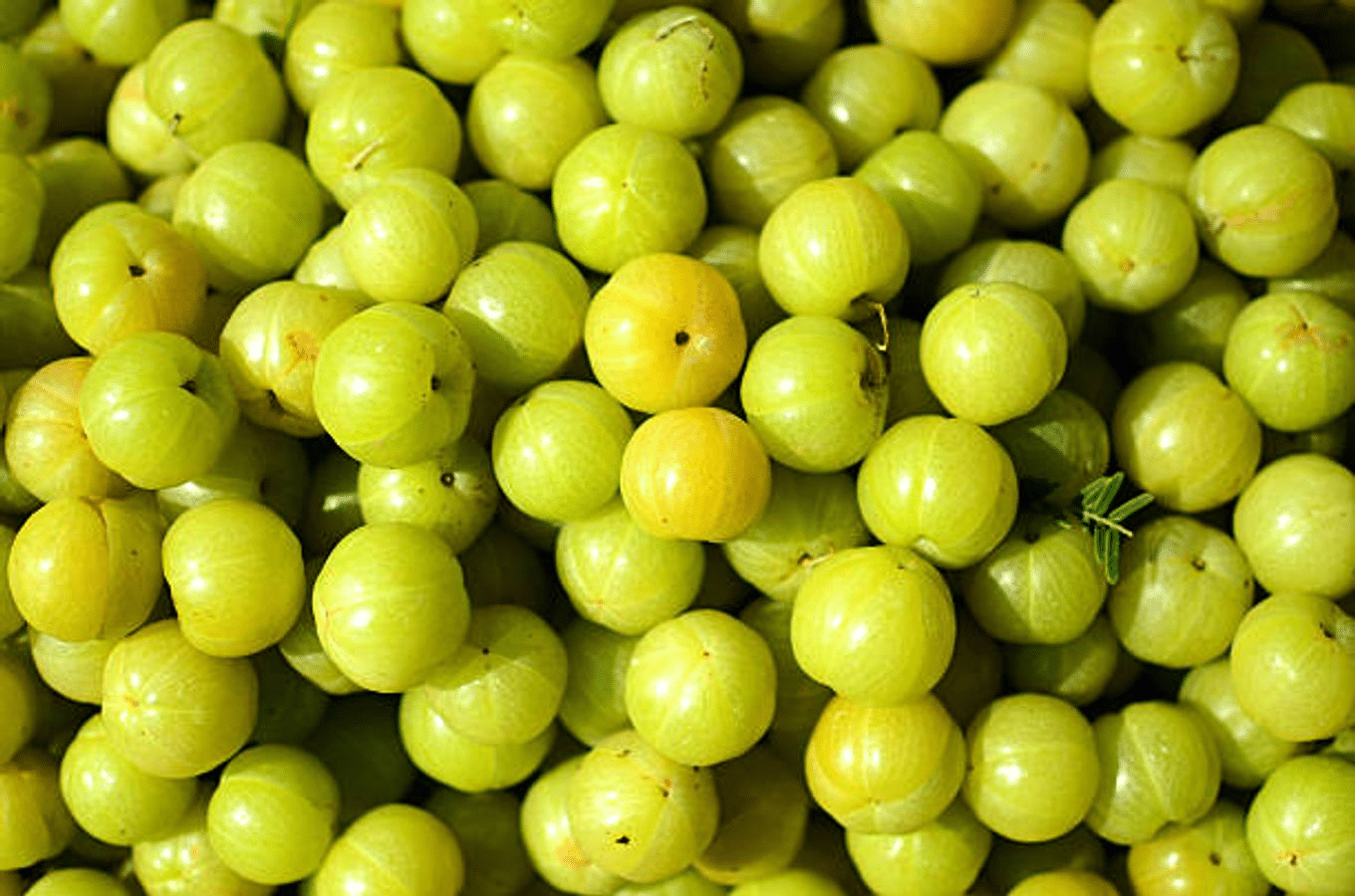 Amla_Indian_Gooseberry