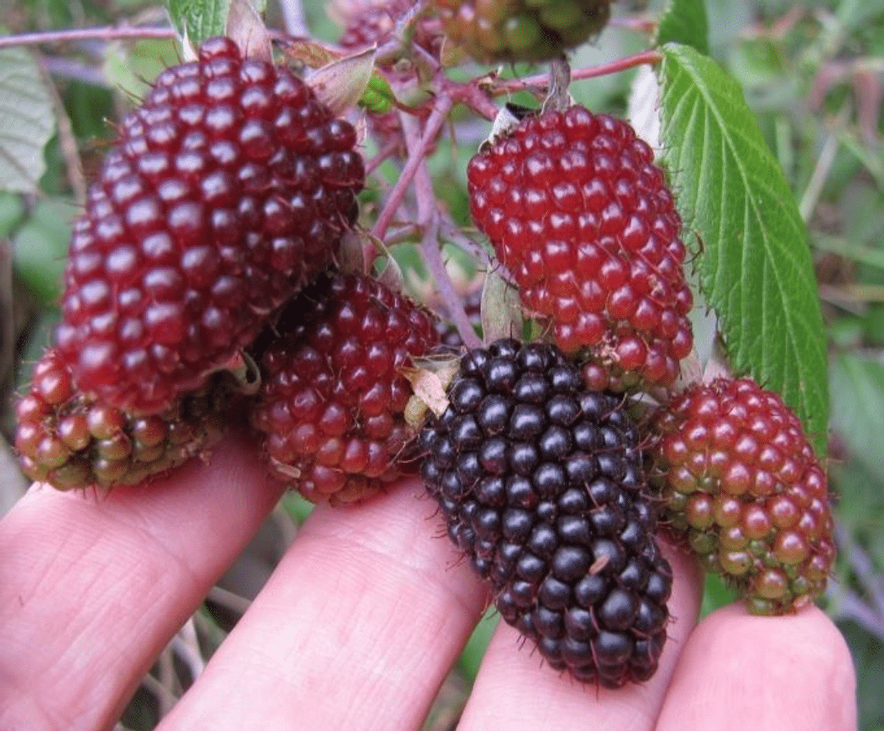 Andean_Raspberry_A_variety_of_raspberry_native_to_the_Andes