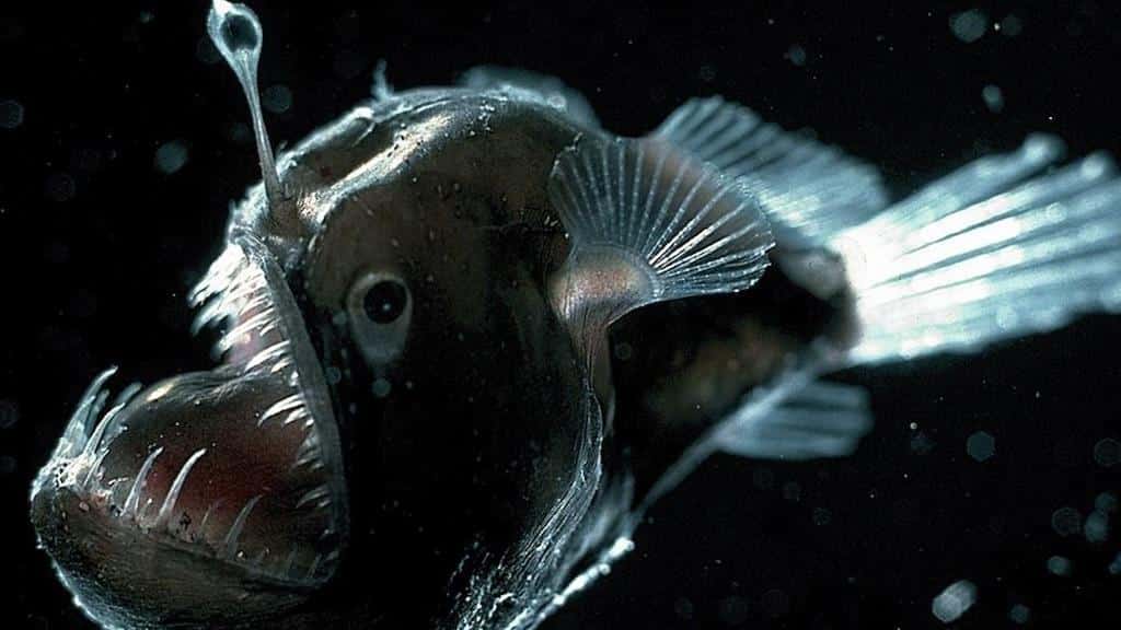 Anglerfish