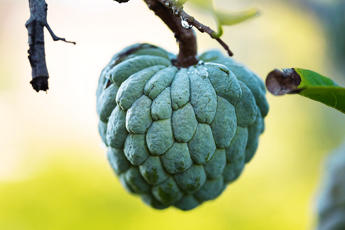 Annona_Custard_Apple_family