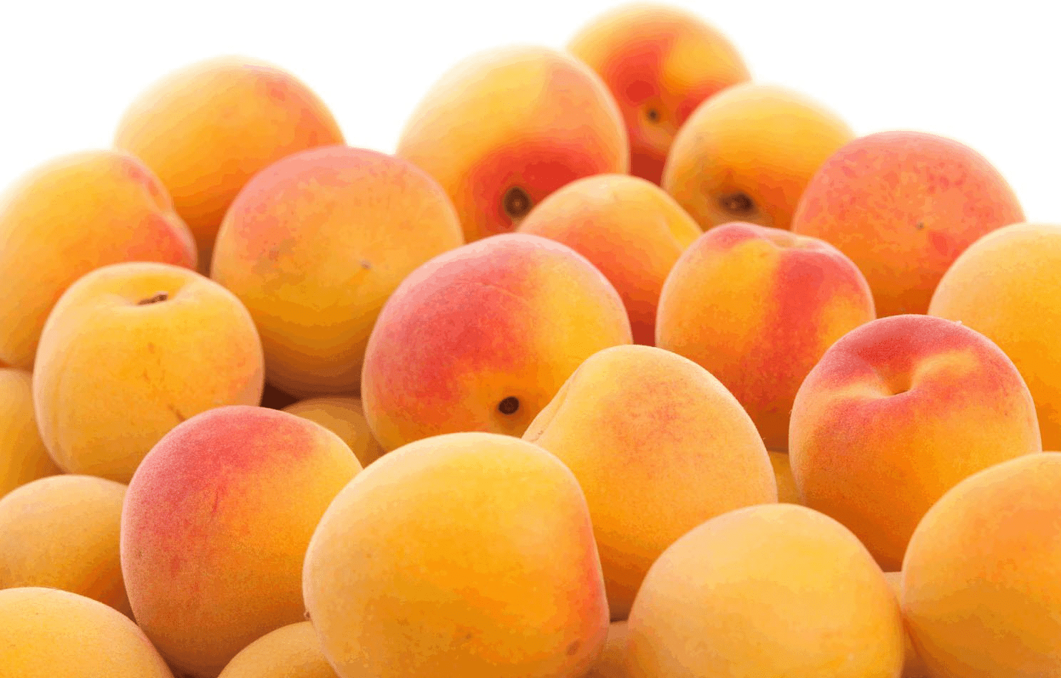 Apricot