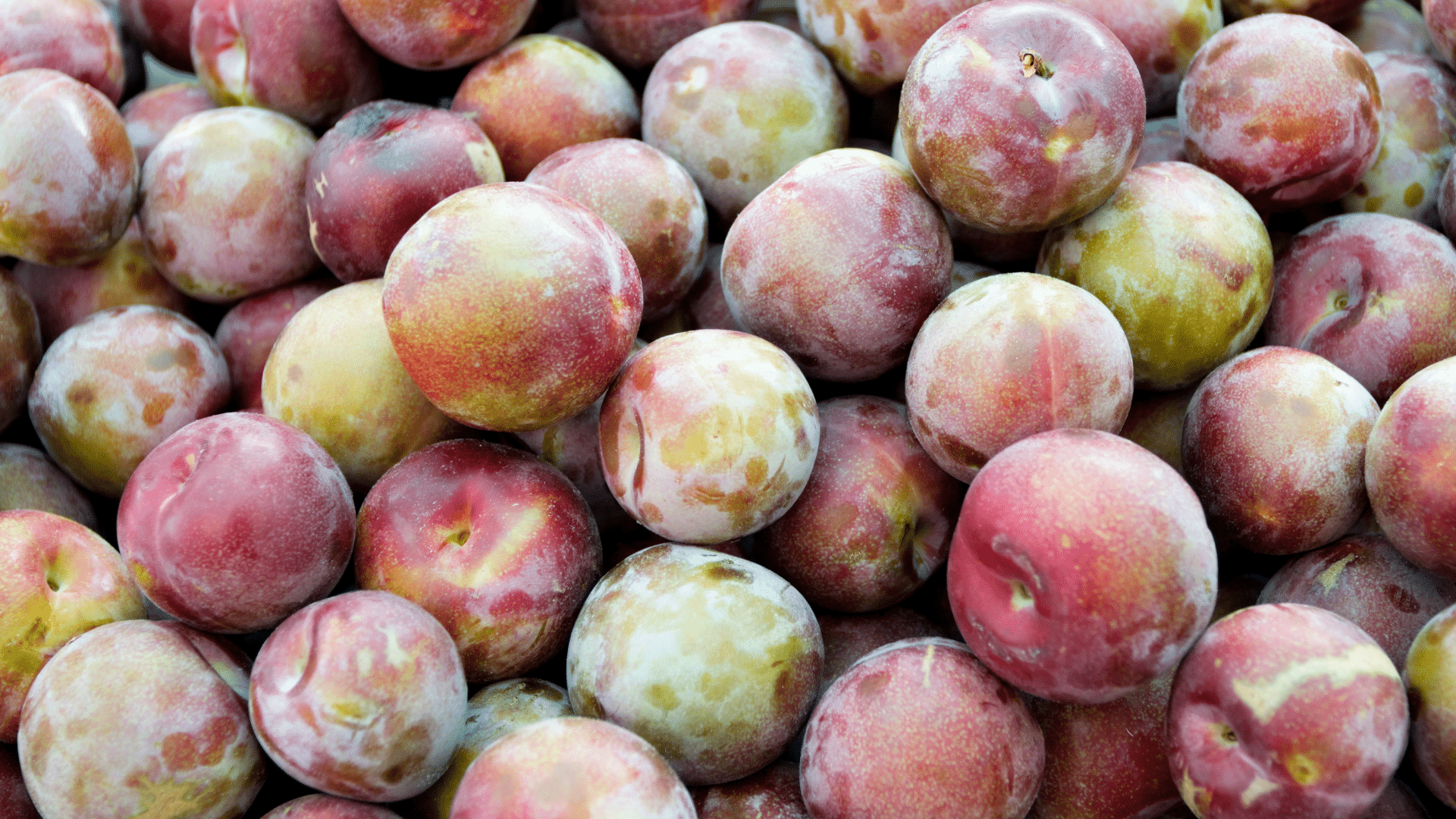 Aprium_A_hybrid_of_apricot_and_plum