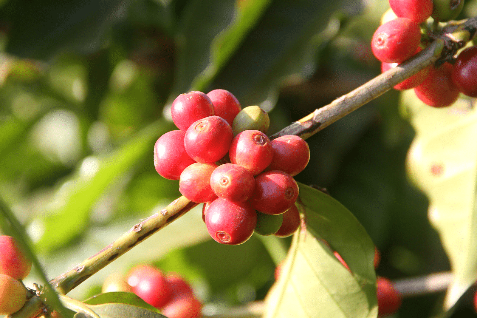 Arabian_Coffee_Fruit