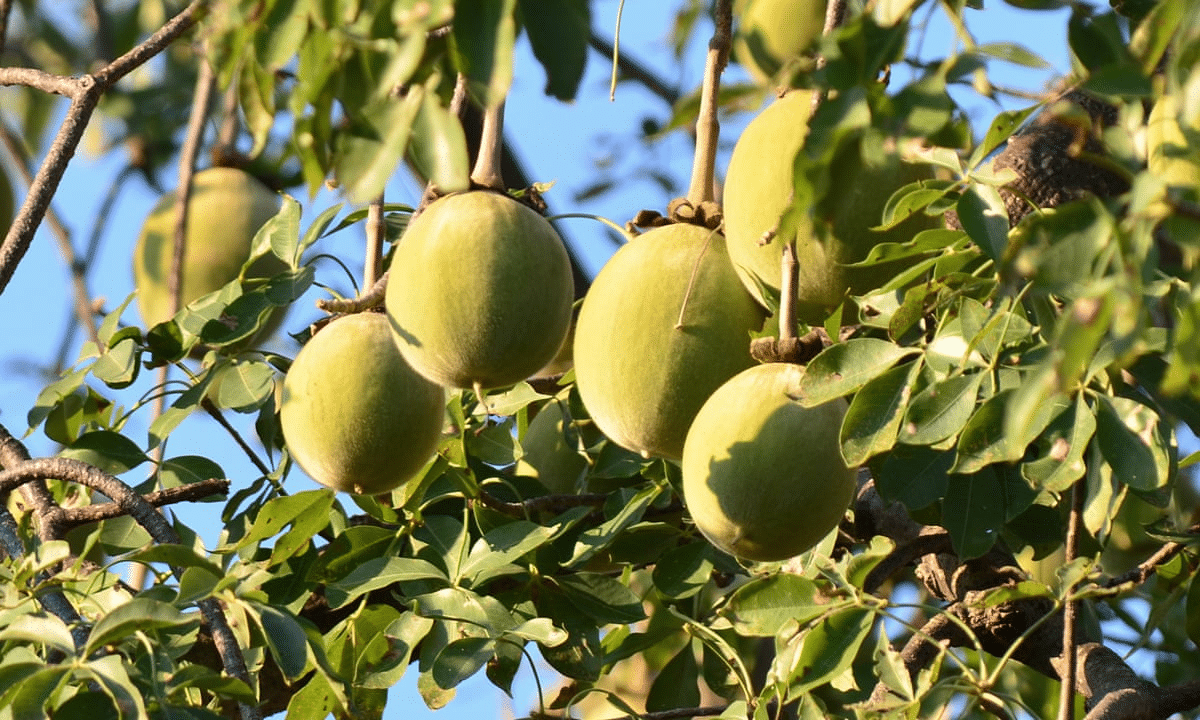 Australian_Baobab_Fruit