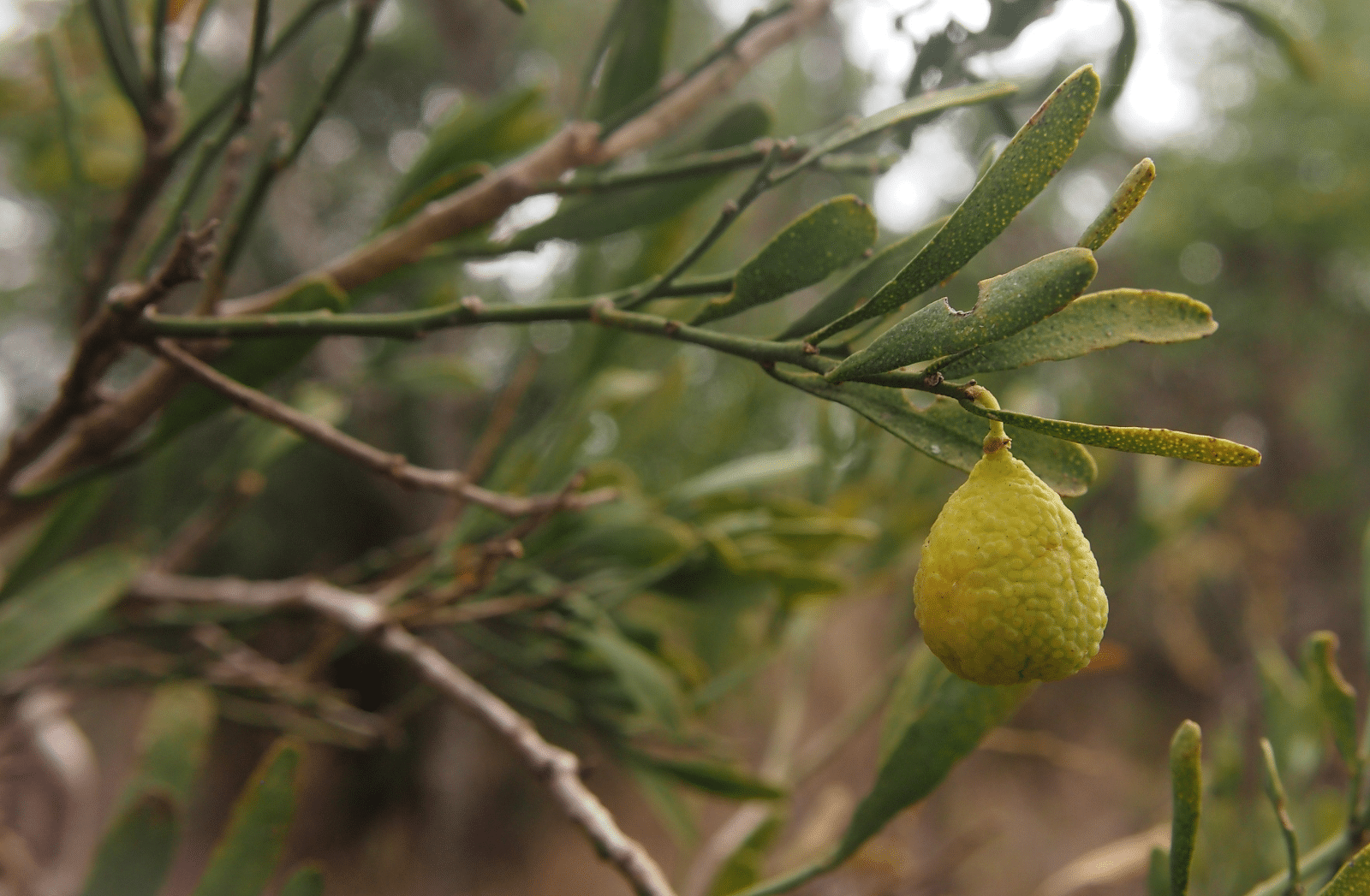 Australian_Desert_Lime