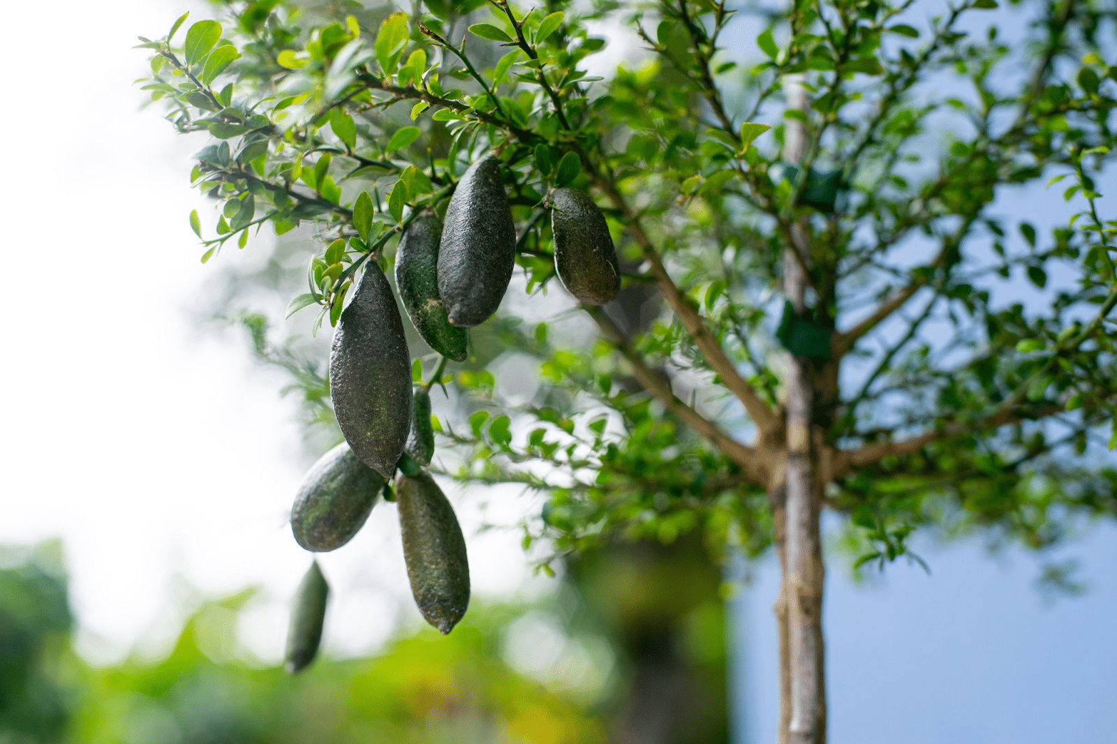 Australian_Finger_Lime