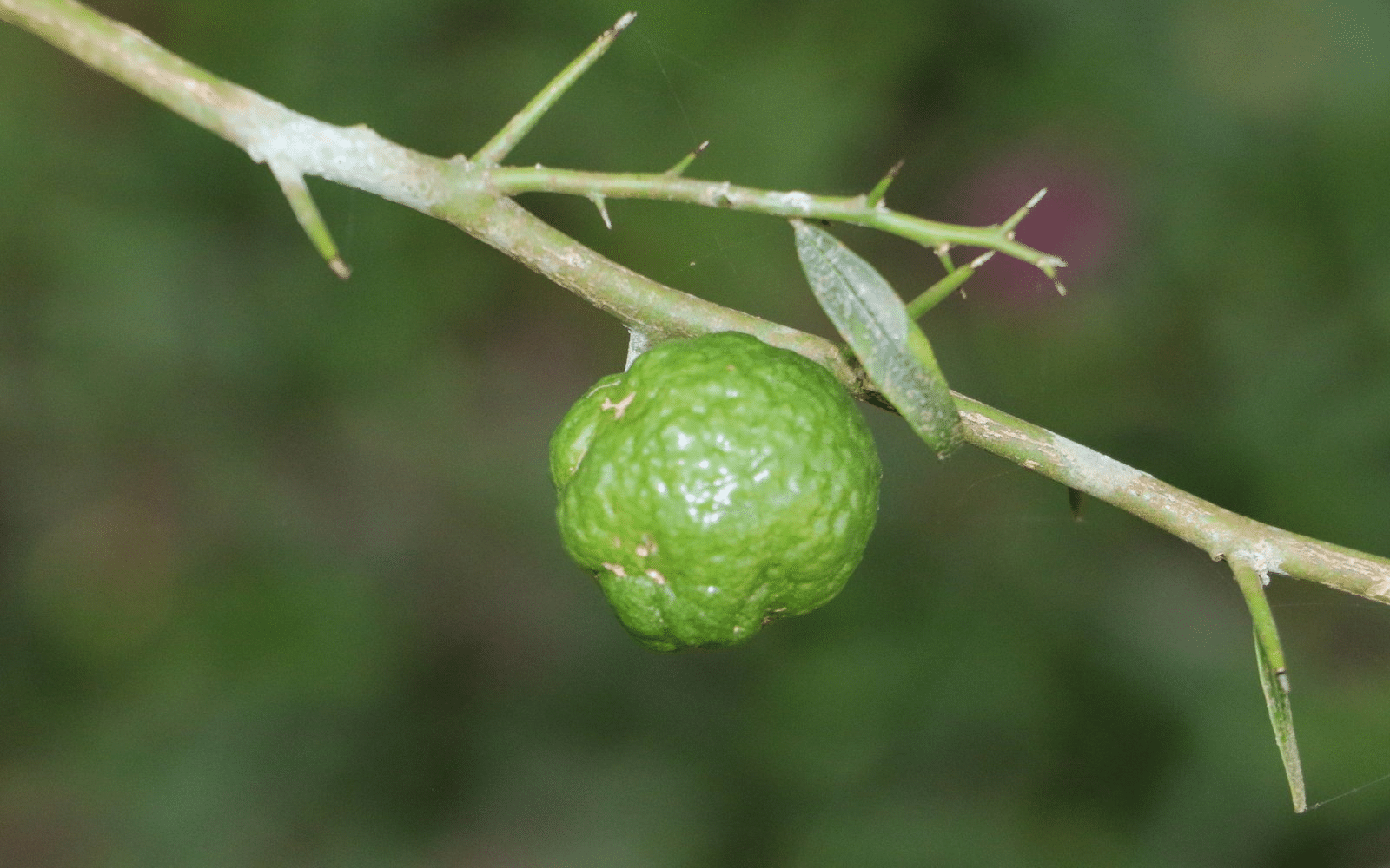 Australian_Round_Lime