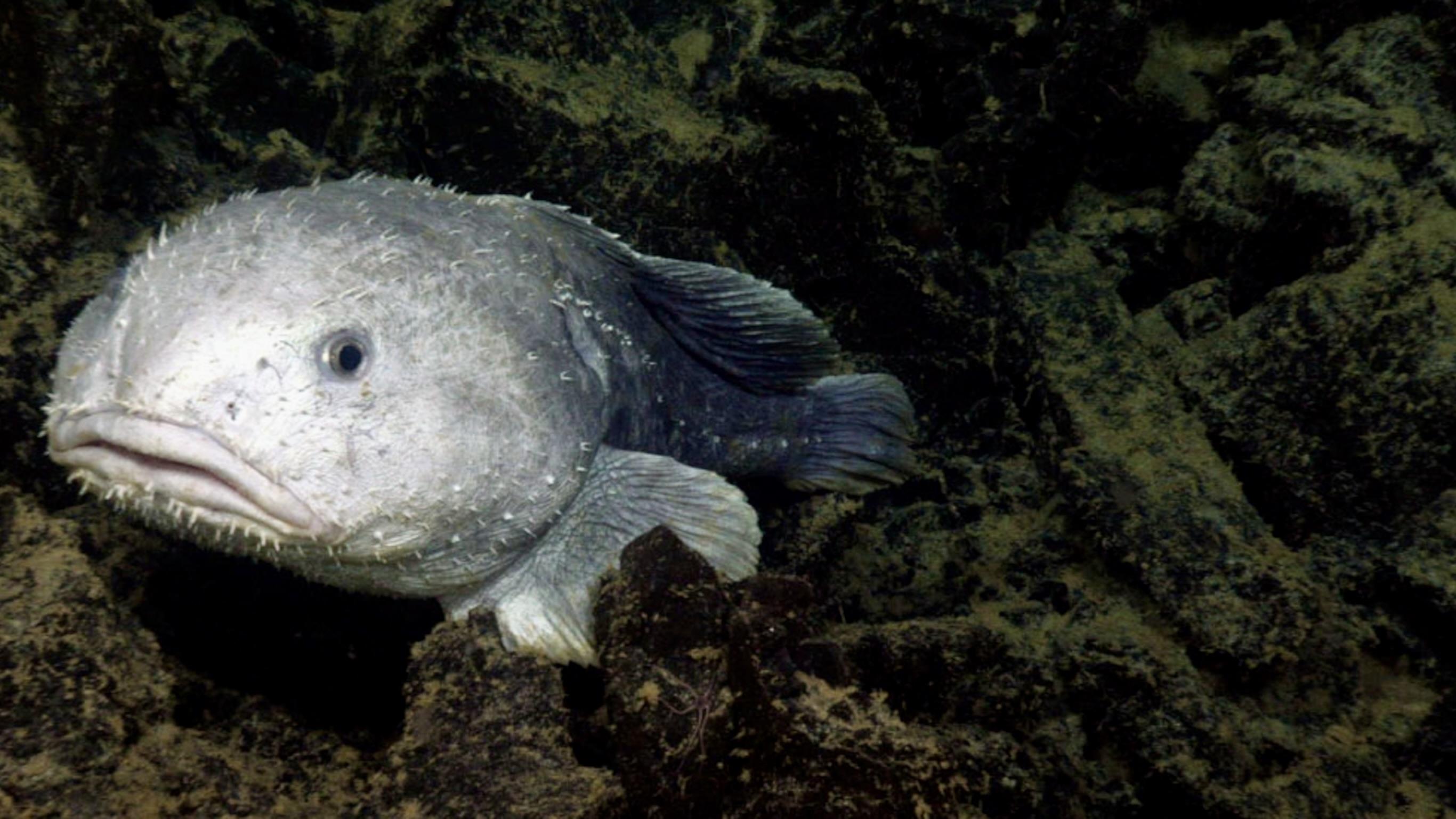 Blobfish