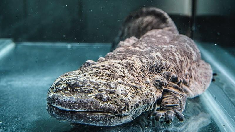 Chinese_Giant_Salamander