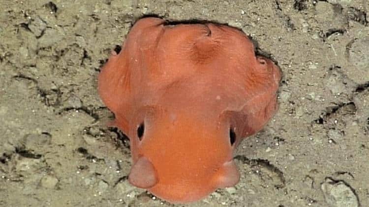 Dumbo_Octopus