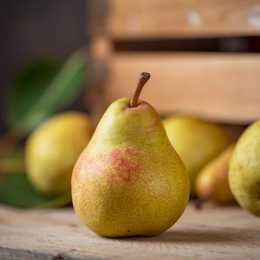 European_Pear