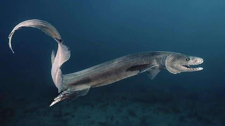 Frilled_Shark